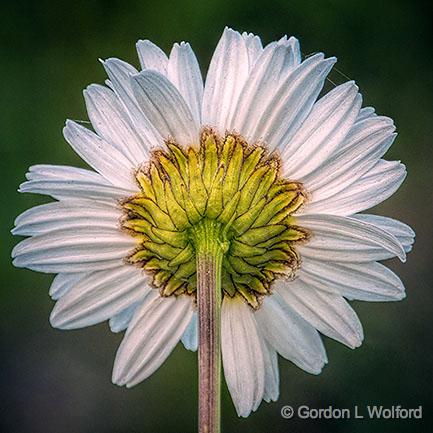 Daisy Backside_DSCF04971.jpg - Photographed at Smiths Falls, Ontario, Canada.